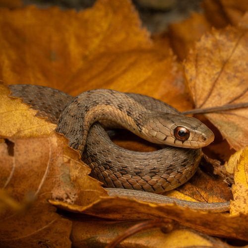 Eastern Garter Snake