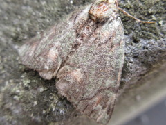 Dindica virescens
