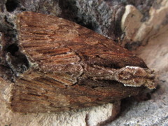 Dipterygina cupreotincta