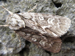 Mamestra brassicae