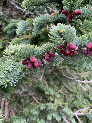 noble fir