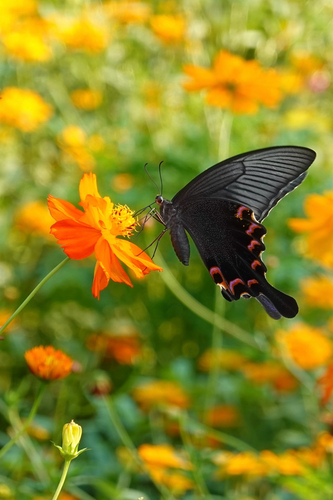 Chinese Peacock Swallowtail