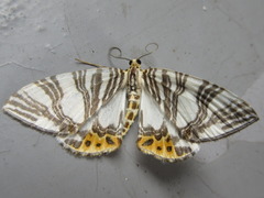 Callabraxas compositata