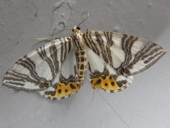 Callabraxas compositata