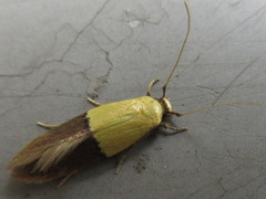 Opogona nipponica