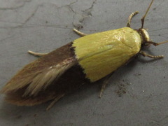 Opogona nipponica