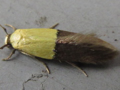 Opogona nipponica