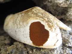 Sphragifera sigillata