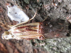 Nephopterix bicolorella