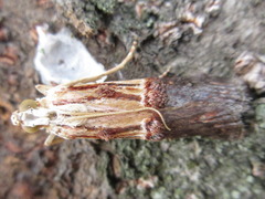 Nephopterix bicolorella