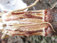 Nephopterix bicolorella