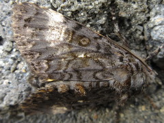 Xanthomantis contaminata