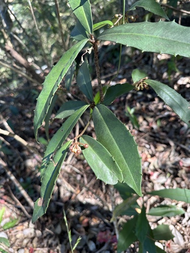 Ardisia cornudentata observed 2026-10-11