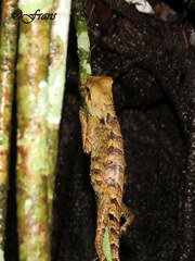 Gonocephalus kuhlii