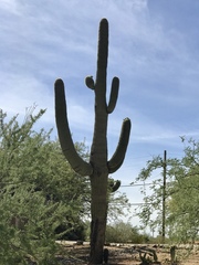 Carnegiea gigantea
