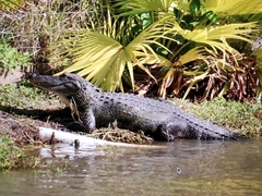 Alligator mississippiensis