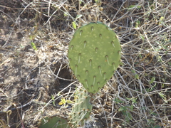 Opuntia tapona