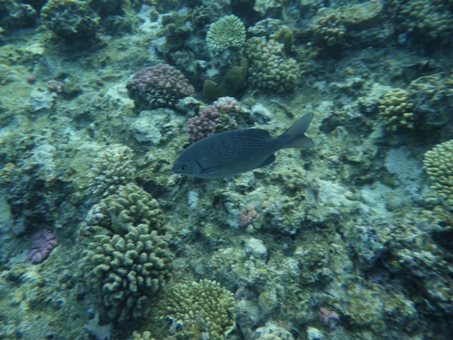 Kyphosus cinerascens observed 2026-10-10