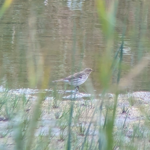 Water Pipit