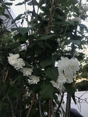 Magnoliopsida