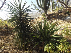 Yucca capensis