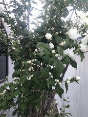 Magnoliopsida