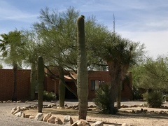 Carnegiea gigantea