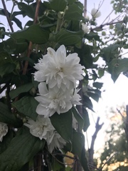 Magnoliopsida