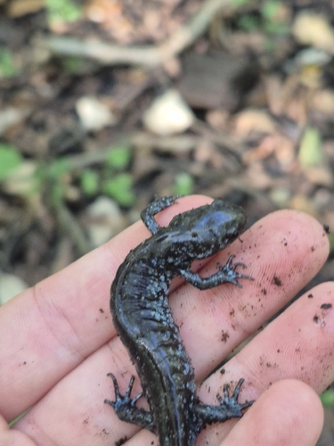 Ambystoma texanum, 2026-10-06