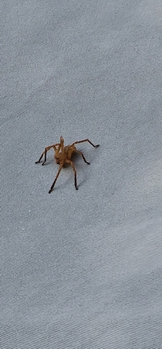 Olios argelasius