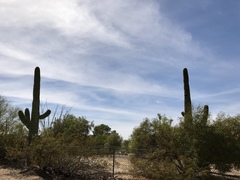 Carnegiea gigantea
