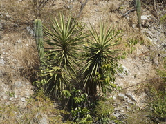 Yucca capensis