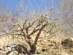 Bursera microphylla