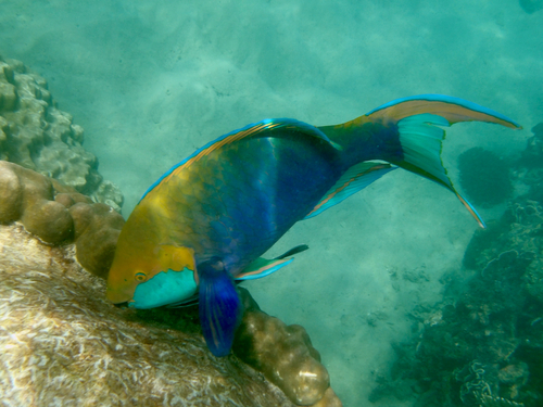Scarus prasiognathos observed 2026-10-11