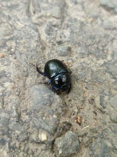 Woodland Dor Beetle
