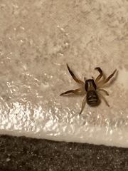Xysticus texanus