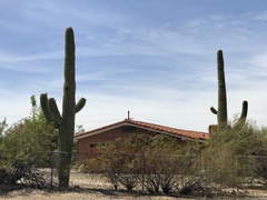 Carnegiea gigantea