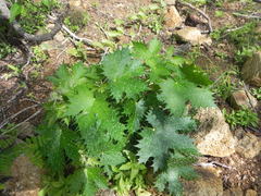 Cnidoscolus maculatus