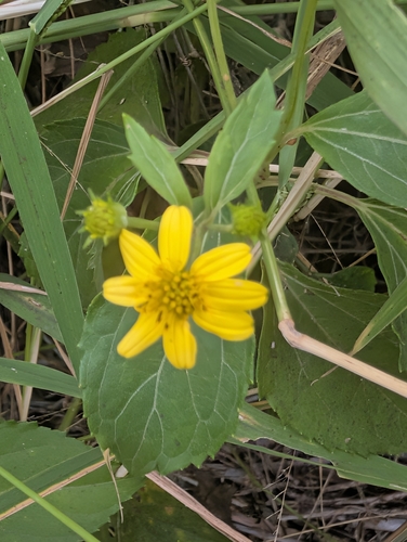 Wollastonia biflora observed 2026-10-11