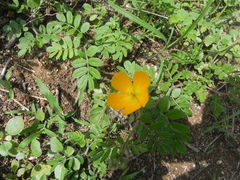 Kallstroemia peninsularis