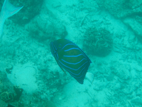 Pomacanthus annularis observed 2026-10-11
