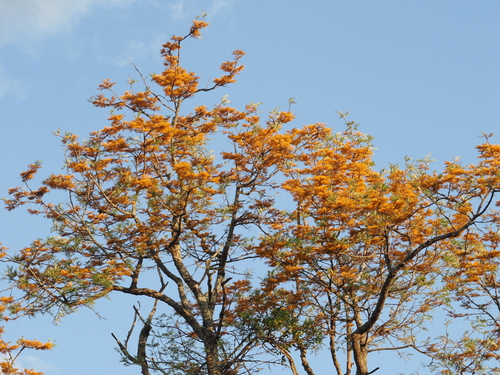 silk oak