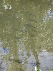 Ptychocheilus grandis