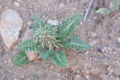 Pedicularis semibarbata