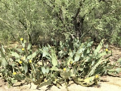 Opuntia lindheimeri