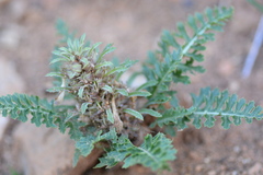 Pedicularis semibarbata