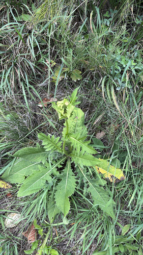 Cabbage Thistle