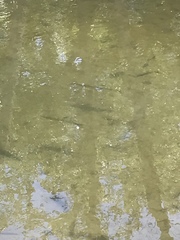Ptychocheilus grandis