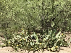 Opuntia lindheimeri