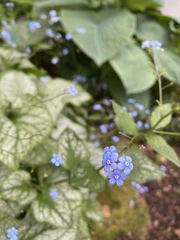 Brunnera